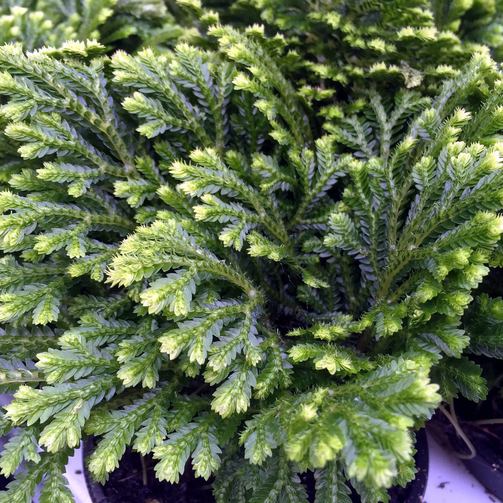 Spike Moss (Selaginella sp.)