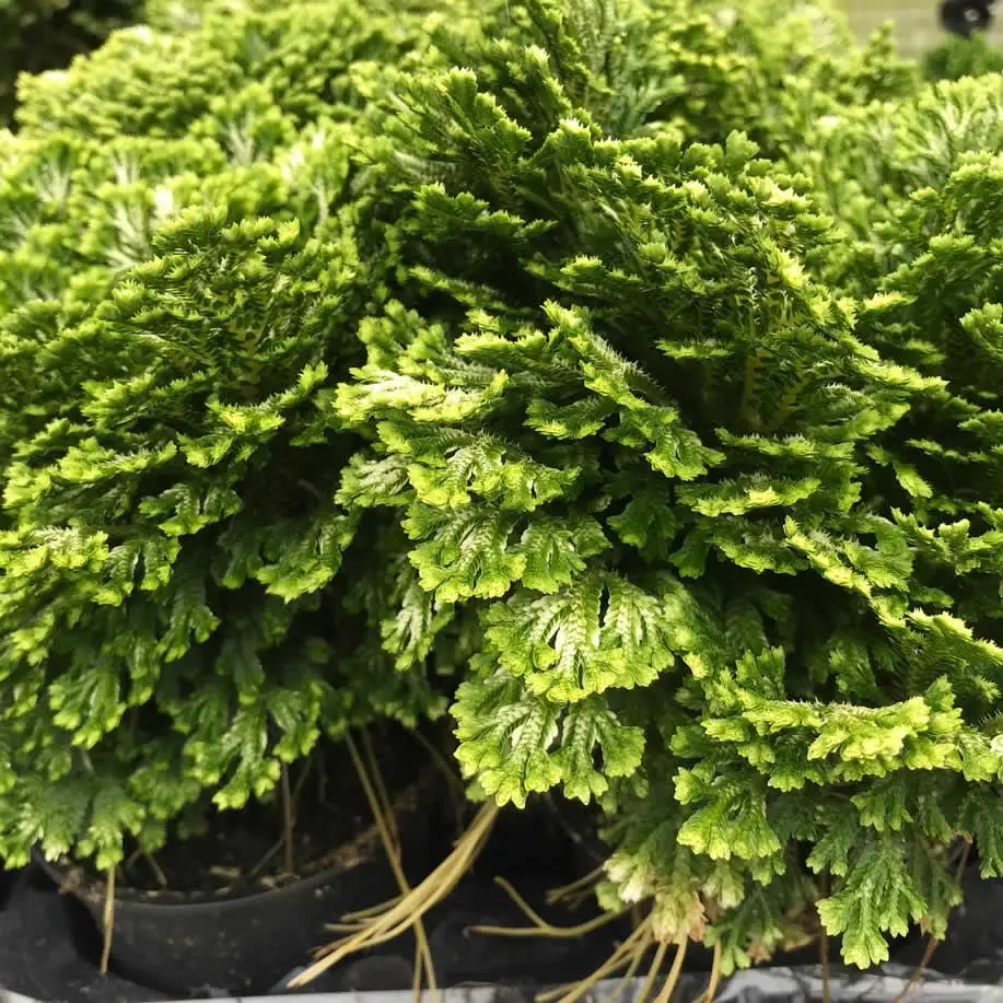 Spike Moss (Selaginella sp.) - Image 2