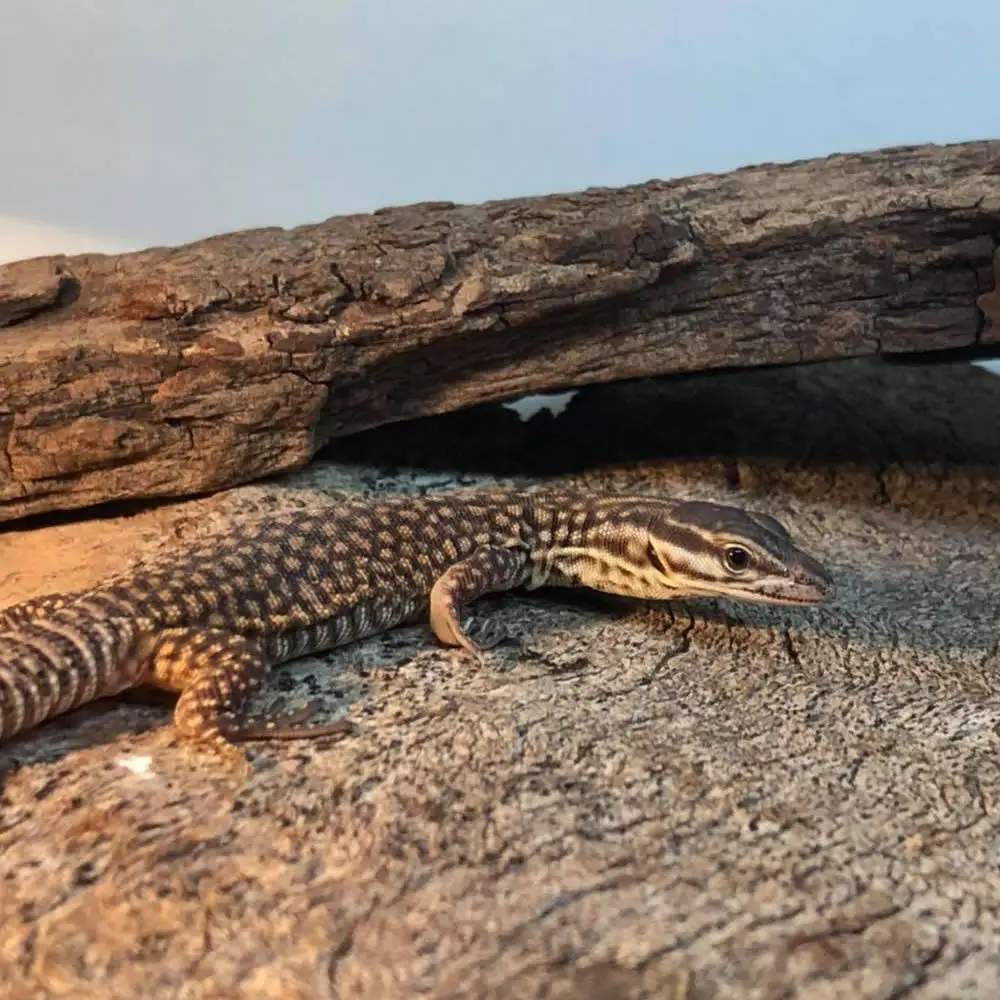 Ackie Monitor Setup