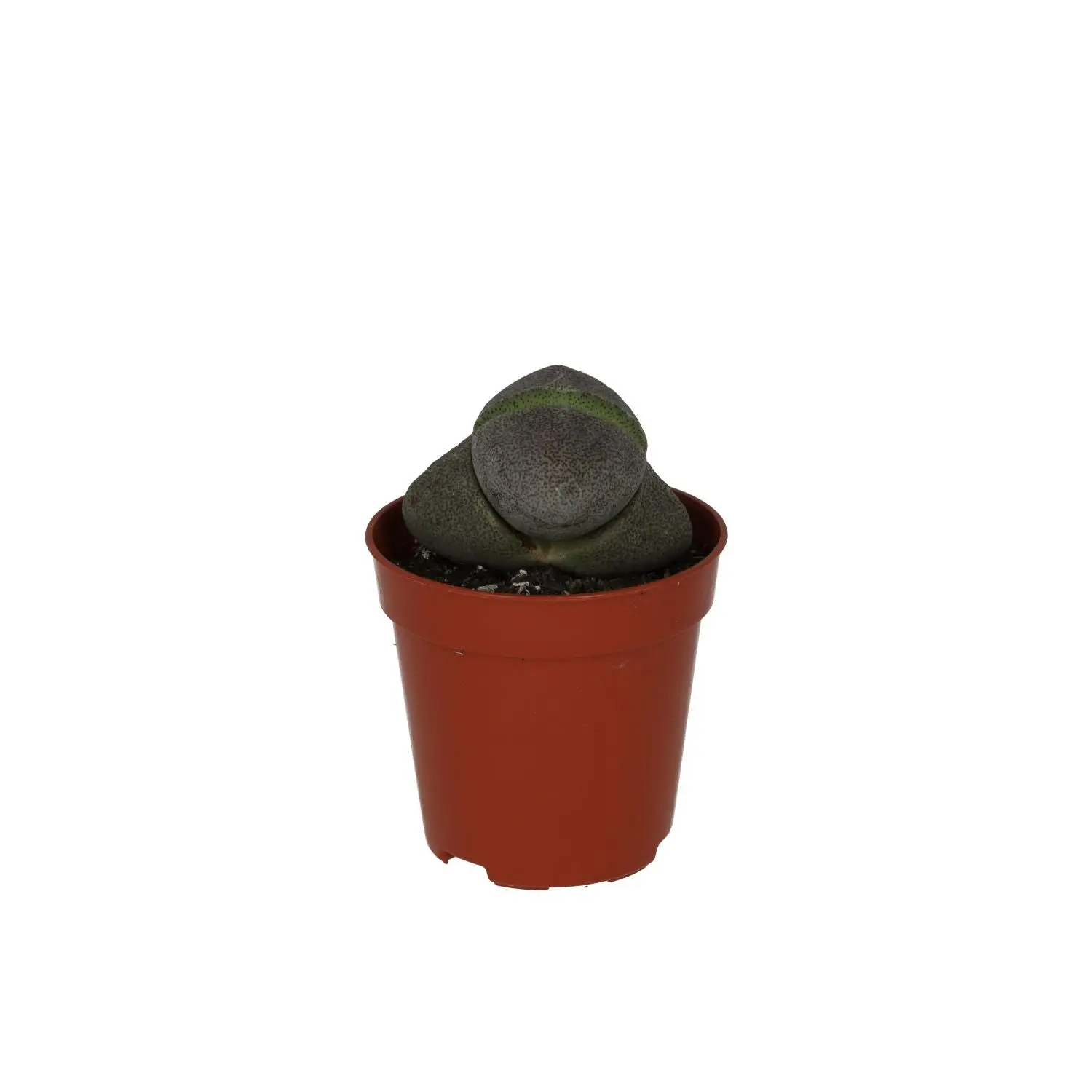 Split Rock (Pleiospilos nelii)