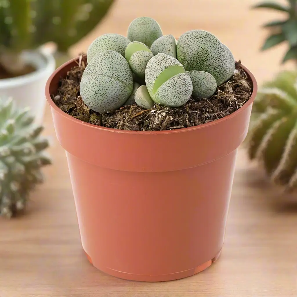 Split Rock (Pleiospilos nelii) - Image 2
