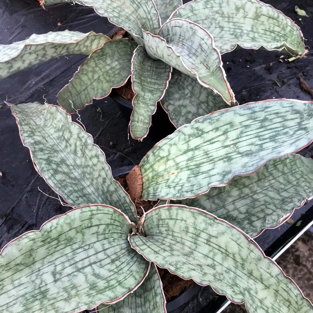 Star Sansevieria (Sansevieria kirkii)
