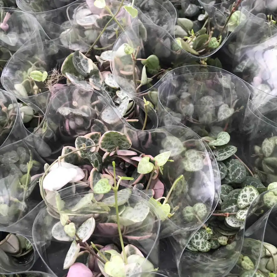 String of Hearts (Ceropegia woodii) - Image 2