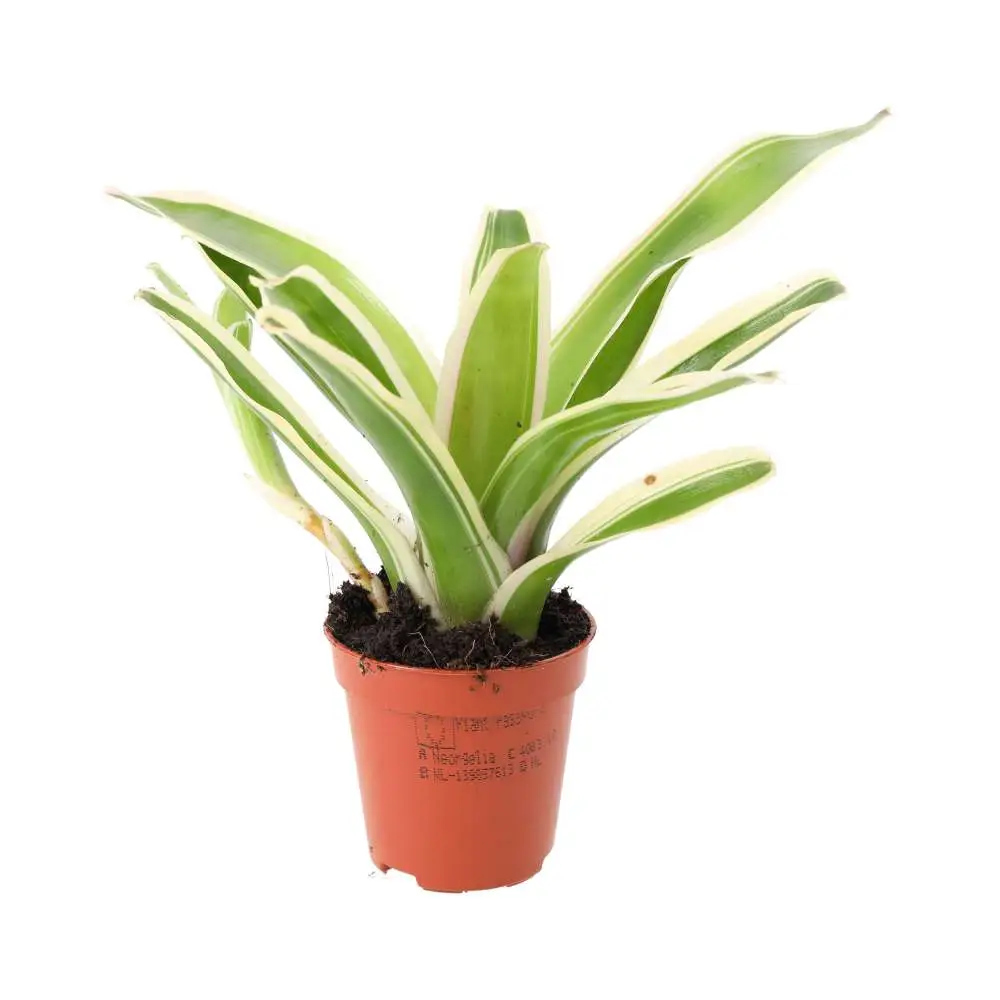 Striped Fireball Bromeliad (Nidularium sp.) - Image 2