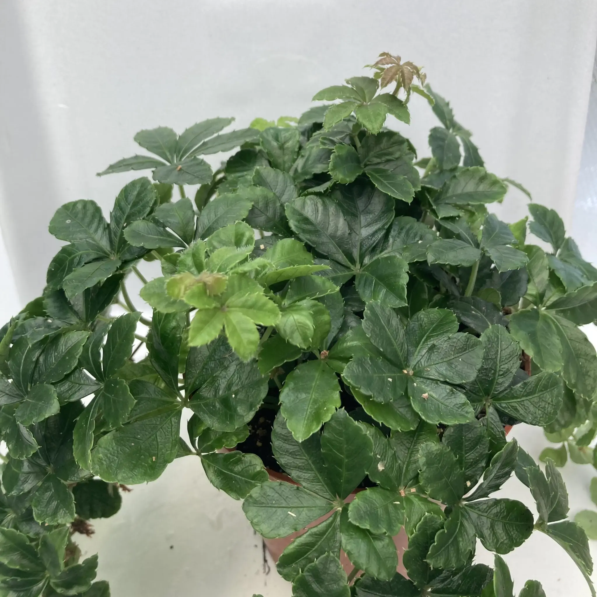 Sugar Vine (Cissus striata)