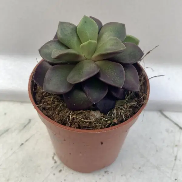 Sunrise Succulent 'Purple' (Anacampseros sp.)