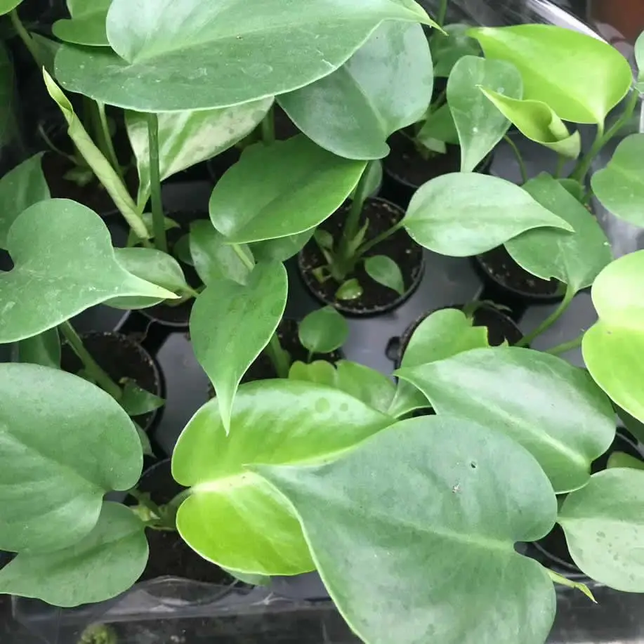 Swiss Cheese Plant (Monstera delicoisa) - Image 2