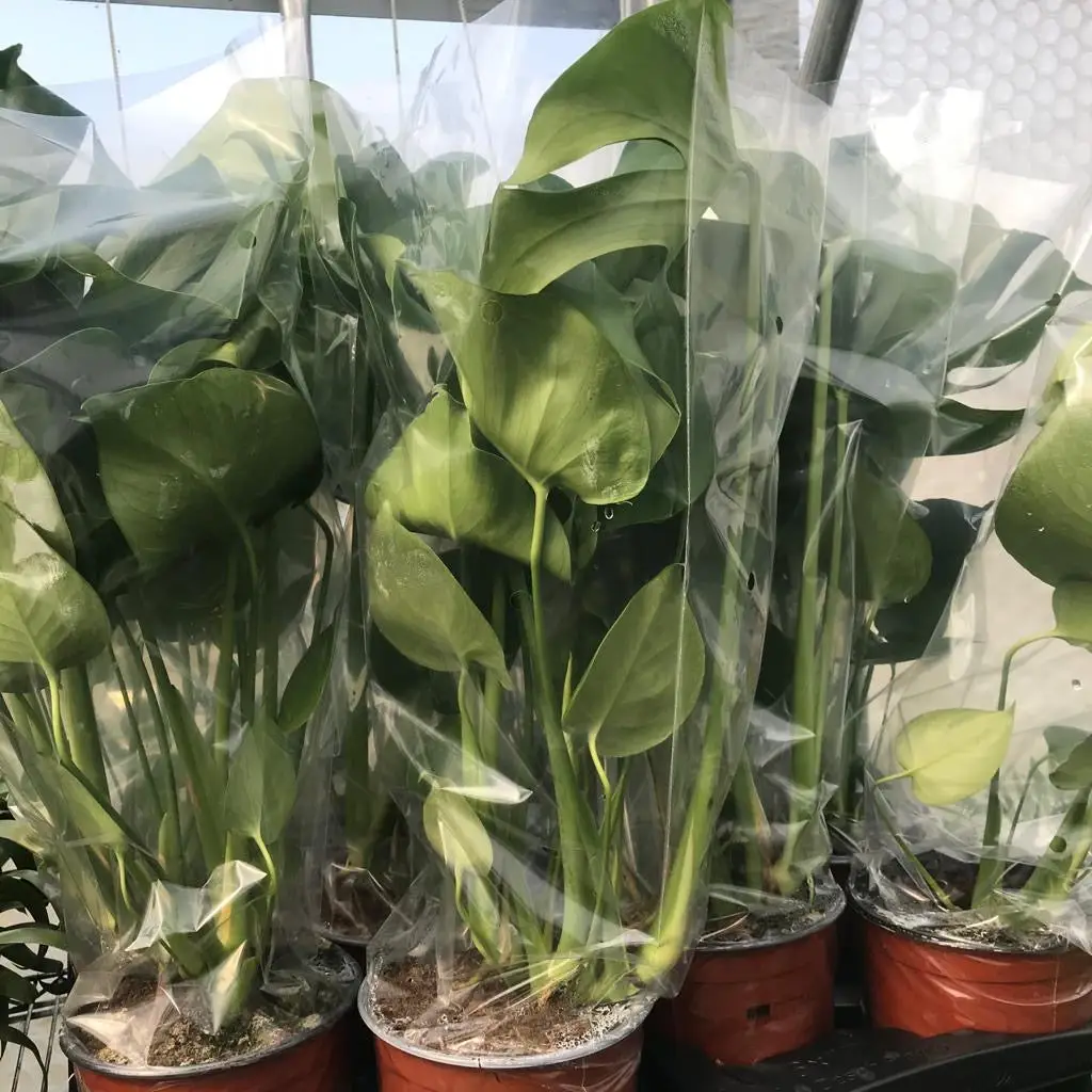 Swiss Cheese Plant (Monstera delicoisa) - Image 3