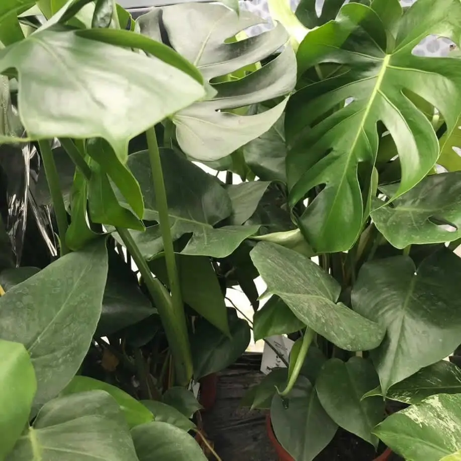 Swiss Cheese Plant (Monstera delicoisa) - Image 4