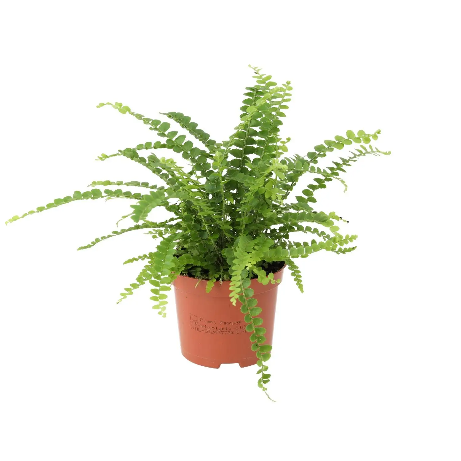 Sword Fern (Nephrolepis cordifolia) - Image 2