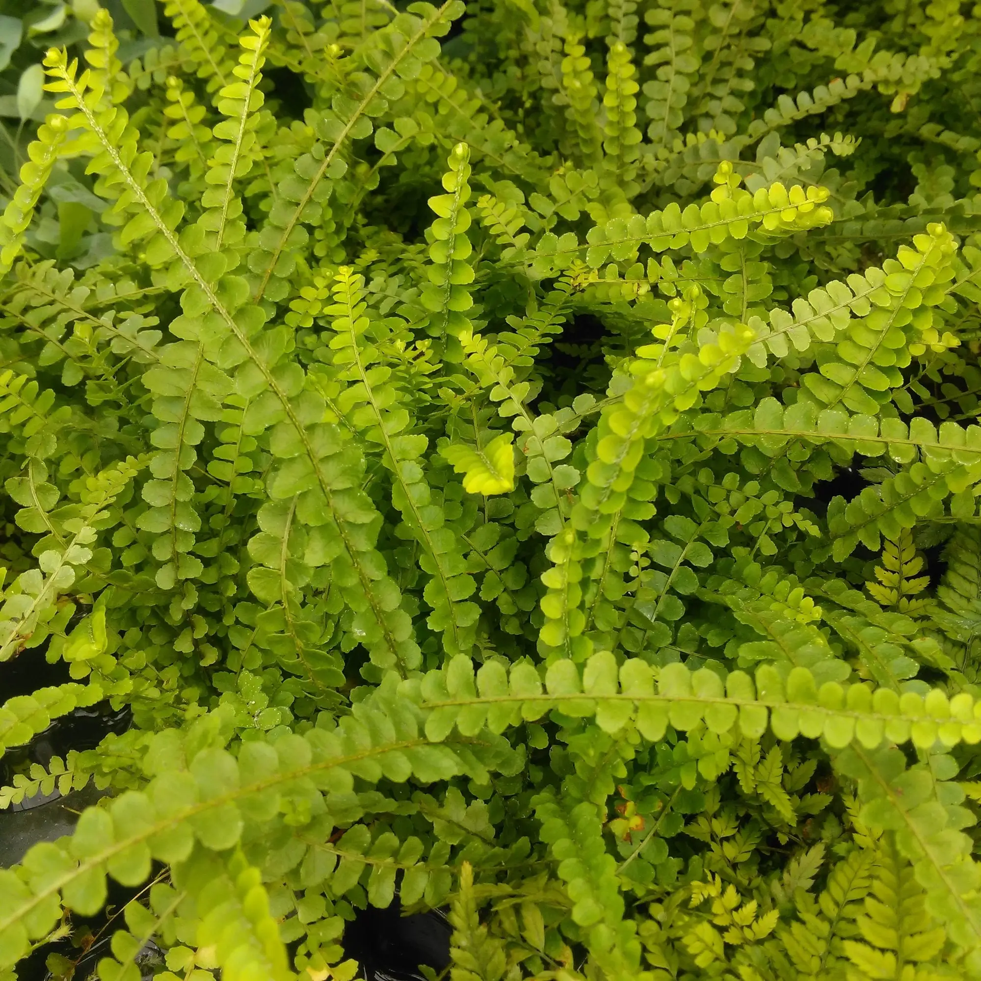 Sword Fern (Nephrolepis cordifolia) - Image 3