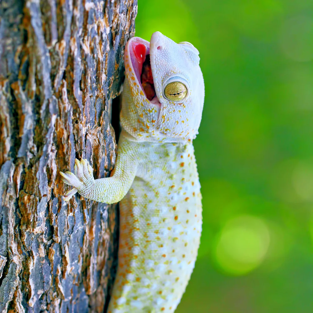 Tokay Gecko Setup