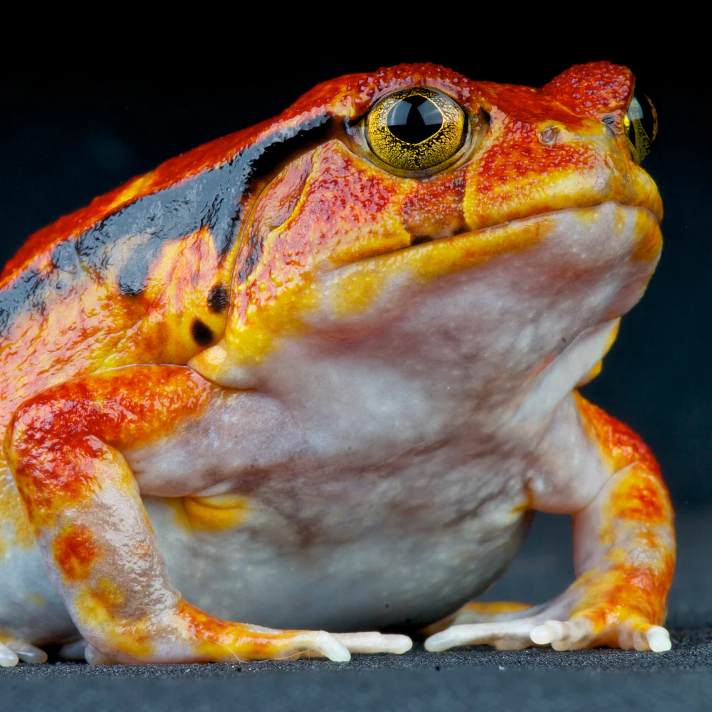 Tomato Frog Setup