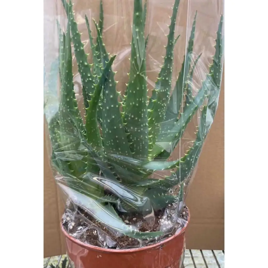 Torch Aloe (Aloe arborescens)
