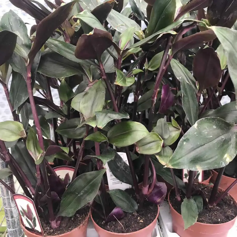 Tradescantia 'Roxxo' (Tradescantia 'Roxxo')