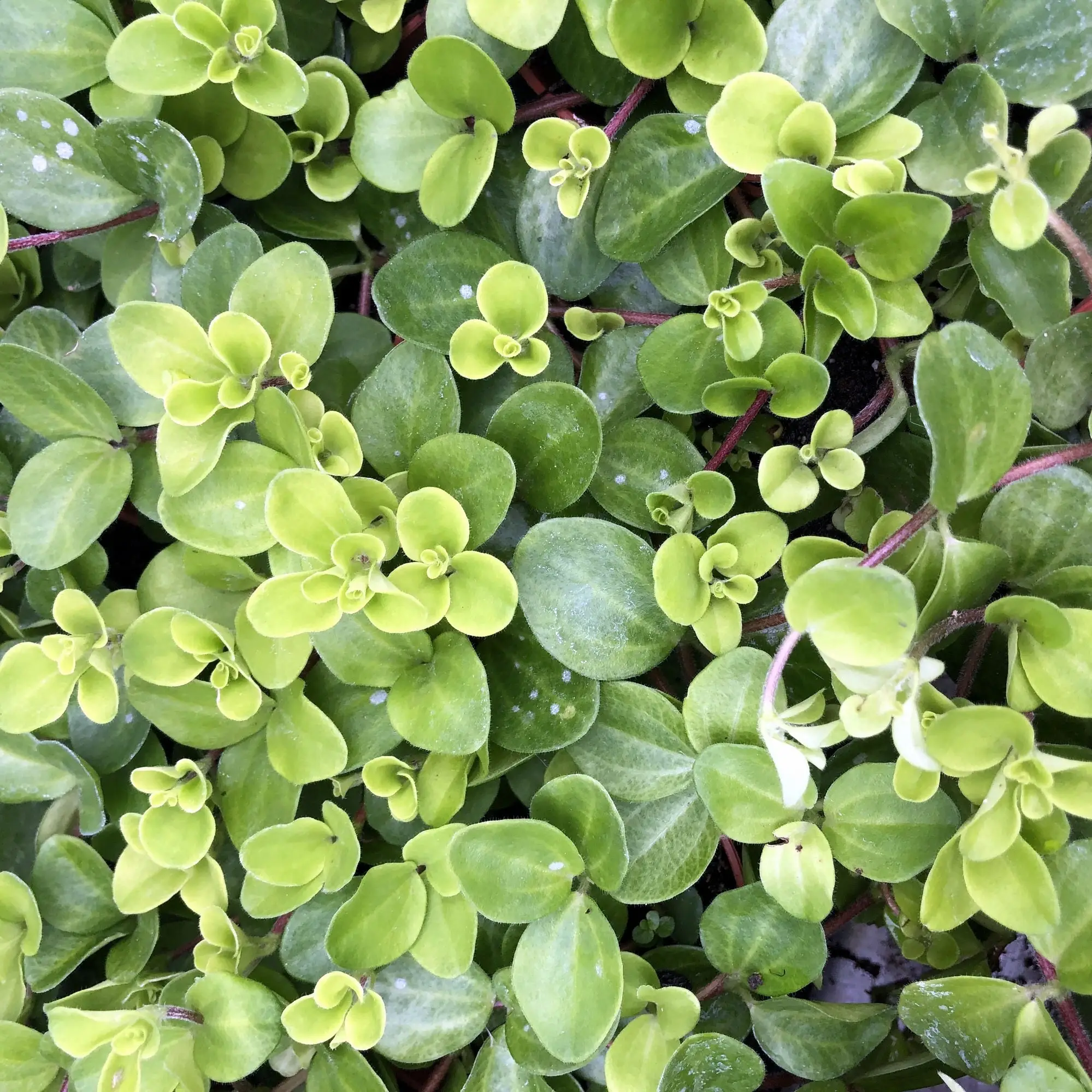 Trailing Jade (Peperomia rotundifolia)