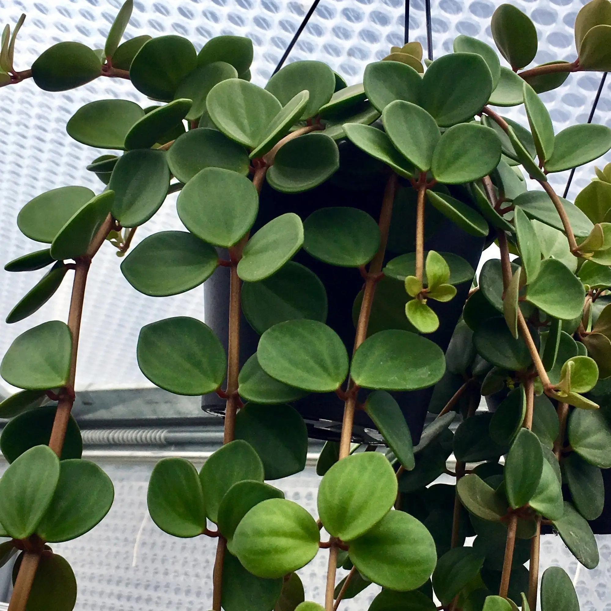 Trailing Jade (Peperomia rotundifolia) - Image 3