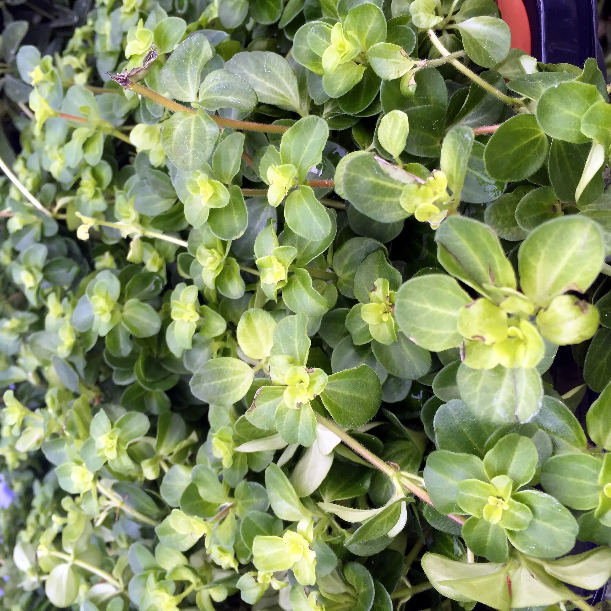 Trailing Jade (Peperomia rotundifolia) - Image 4