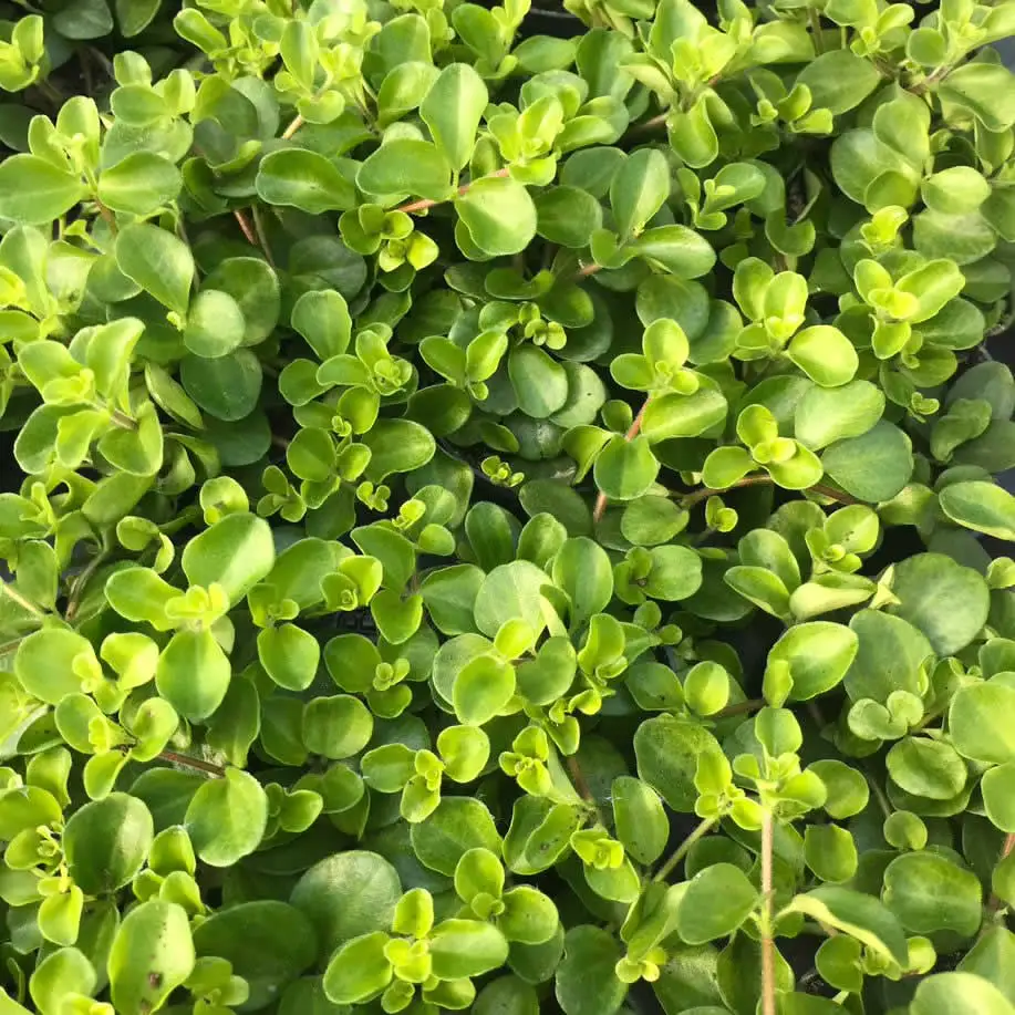 Trailing Jade (Peperomia rotundifolia) - Image 5