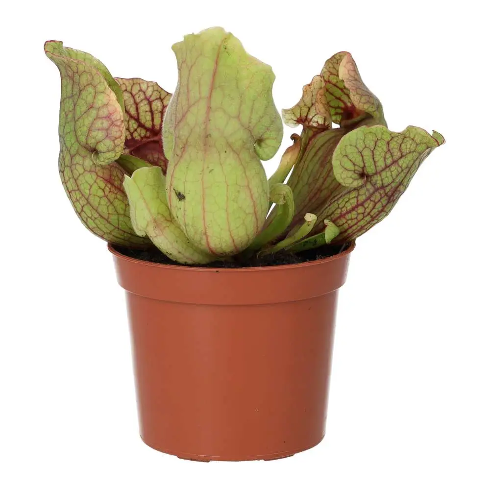 Trumpet Pitcher Plant 'Fiona' (Sarracenia sp.) - Image 3