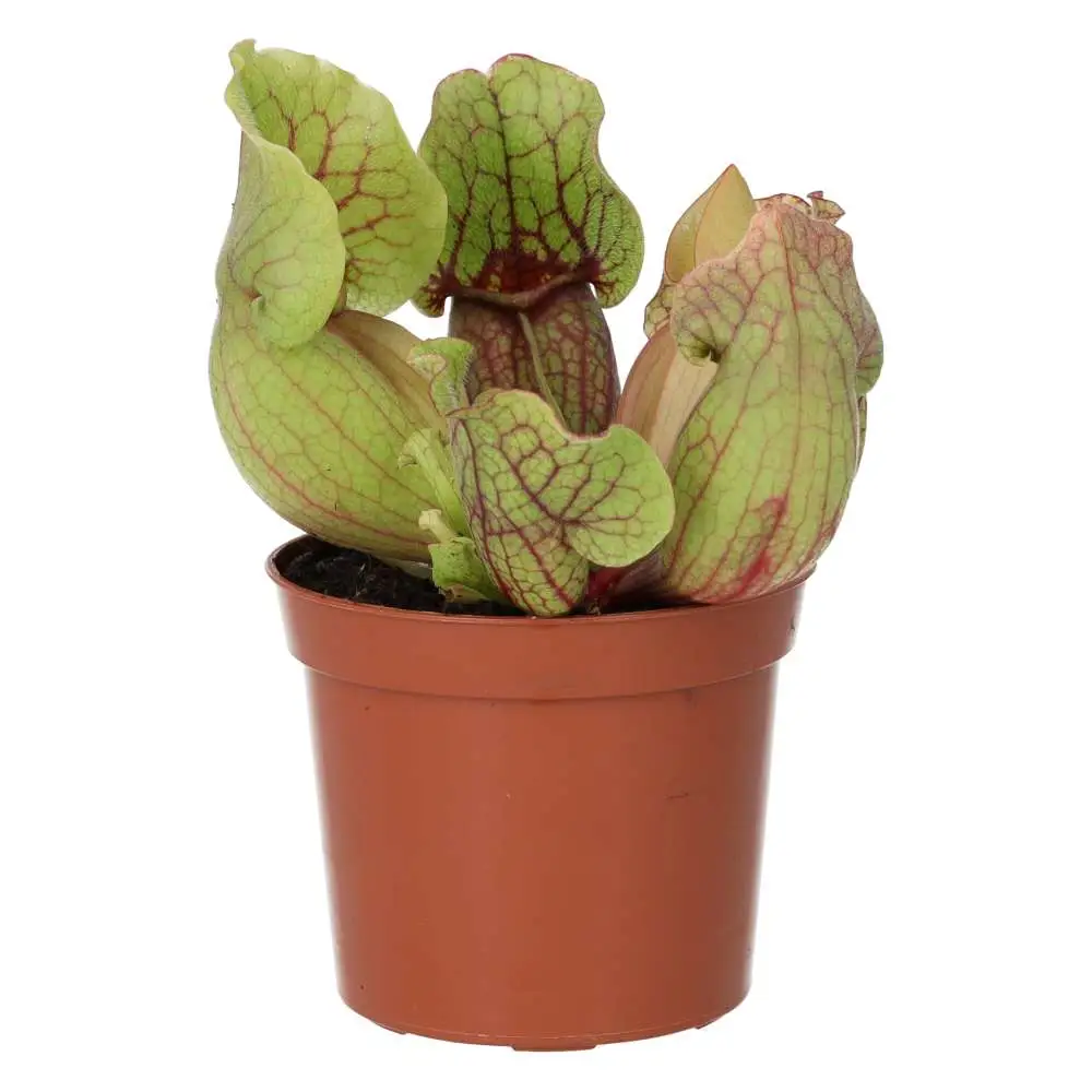 Trumpet Pitcher Plant 'Fiona' (Sarracenia sp.) - Image 4