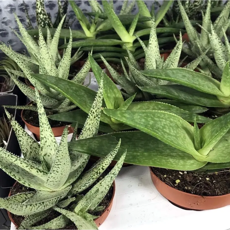 Variegated Aloe (Aloe sp.)