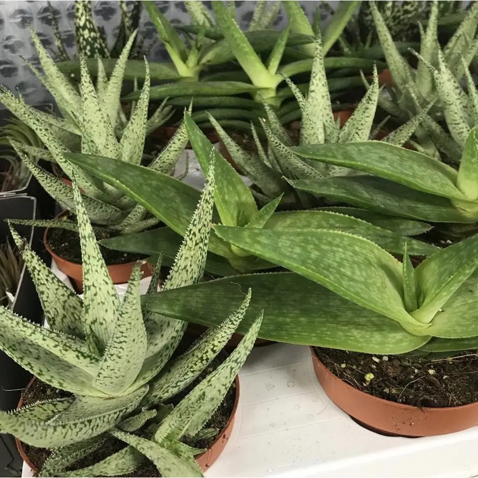 Variegated Aloe (Aloe sp.) - Image 2