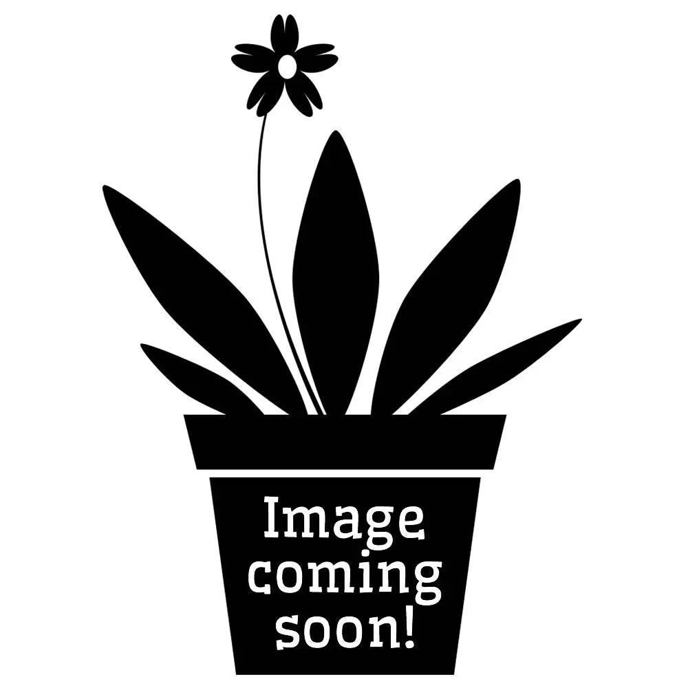 Venus Fly Trap (Dionaea muscipula) - Image 3