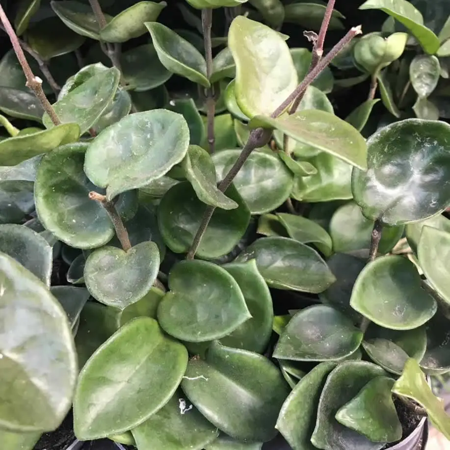 Wax Plant (Hoya carnosa) - Image 3