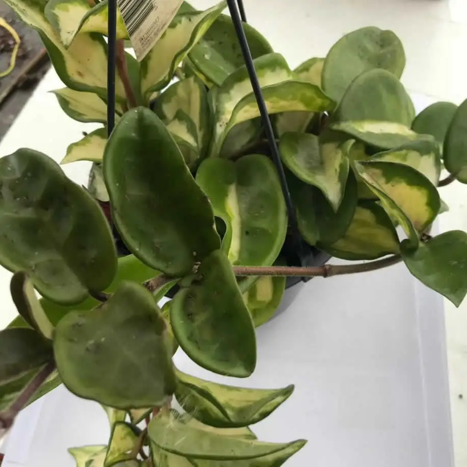 Wax Plant 'Tricolour' (Hoya carnosa 'Tricolor) - Image 3