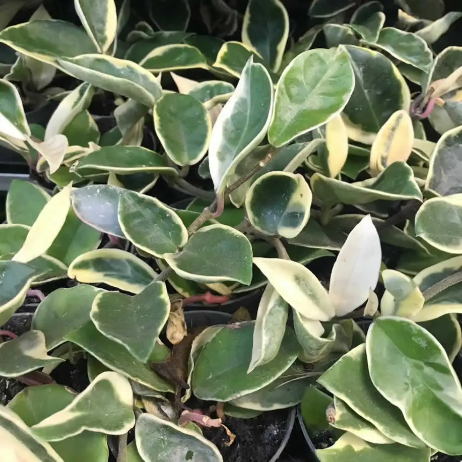 Wax Plant 'Tricolour' (Hoya carnosa 'Tricolor) - Image 4