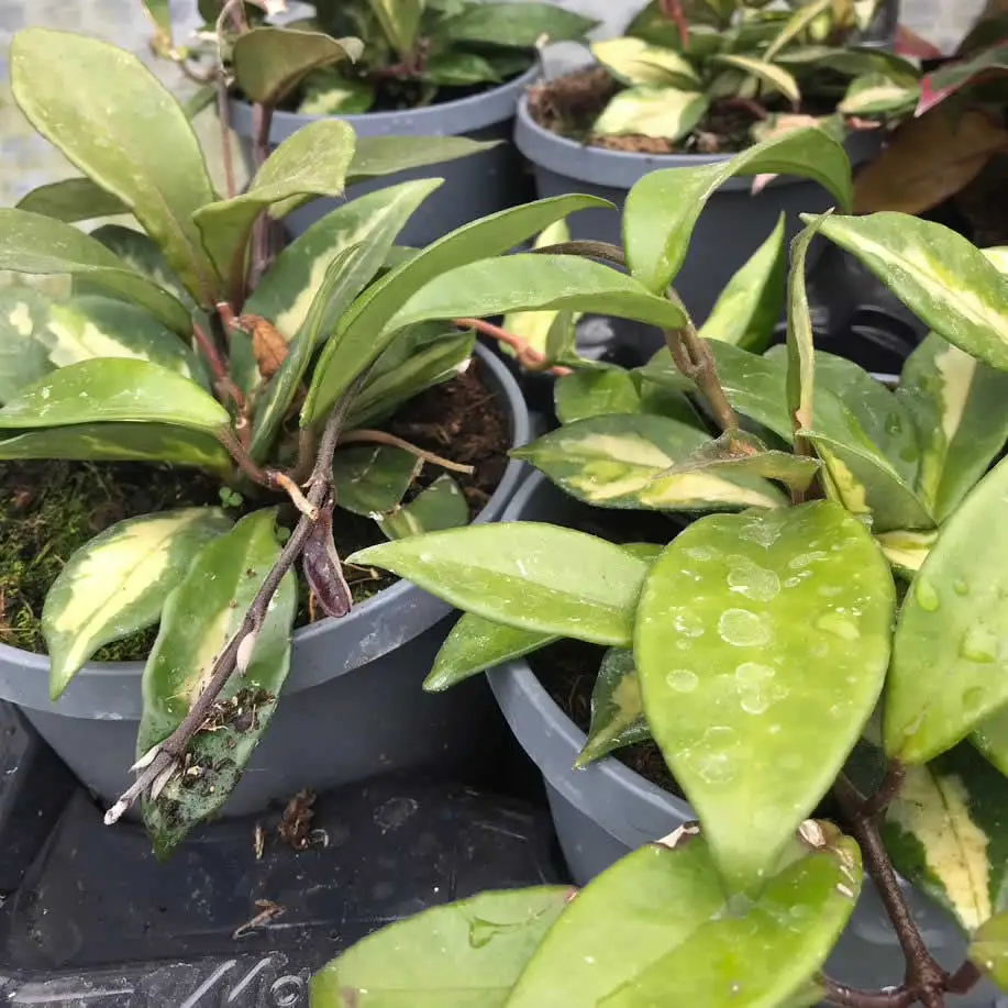 Wax Plant 'Tricolour' (Hoya carnosa 'Tricolor) - Image 5