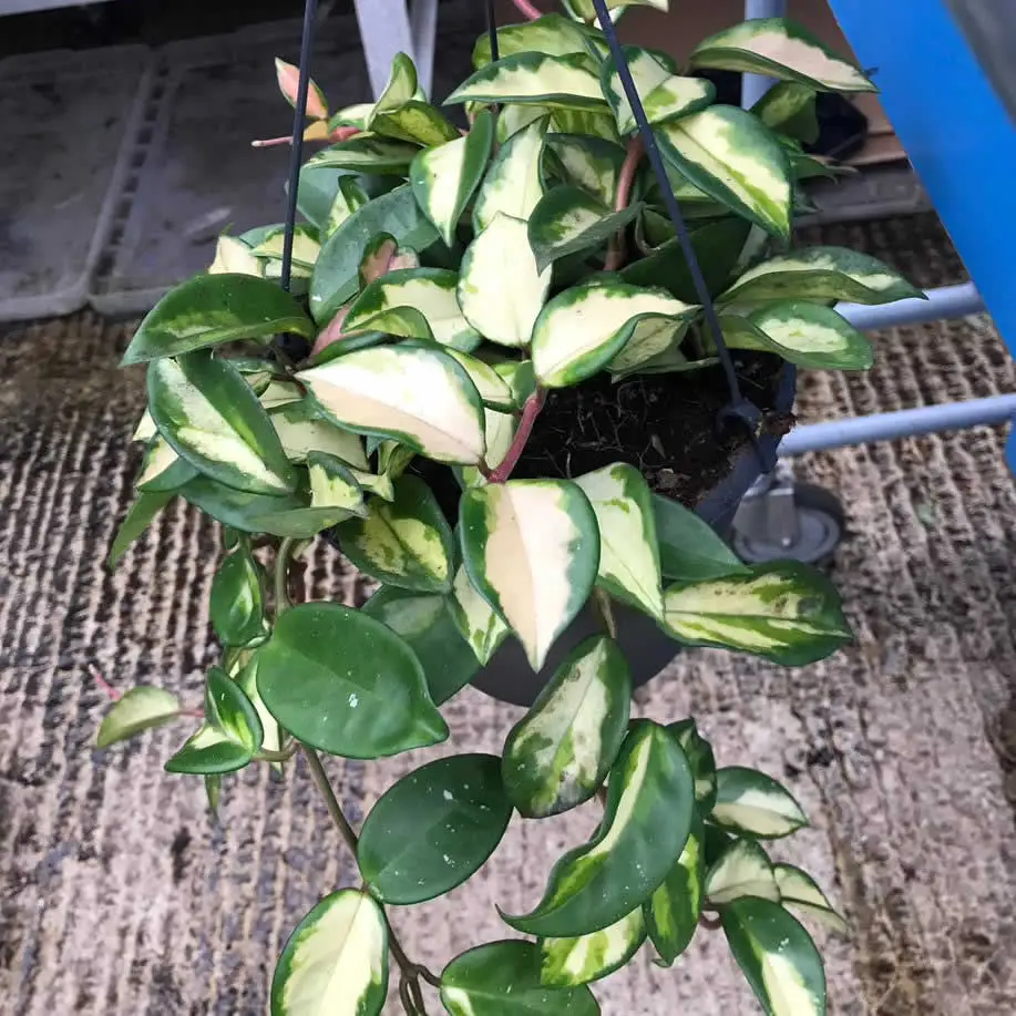 Wax Plant 'Tricolour' (Hoya carnosa 'Tricolor) - Image 6
