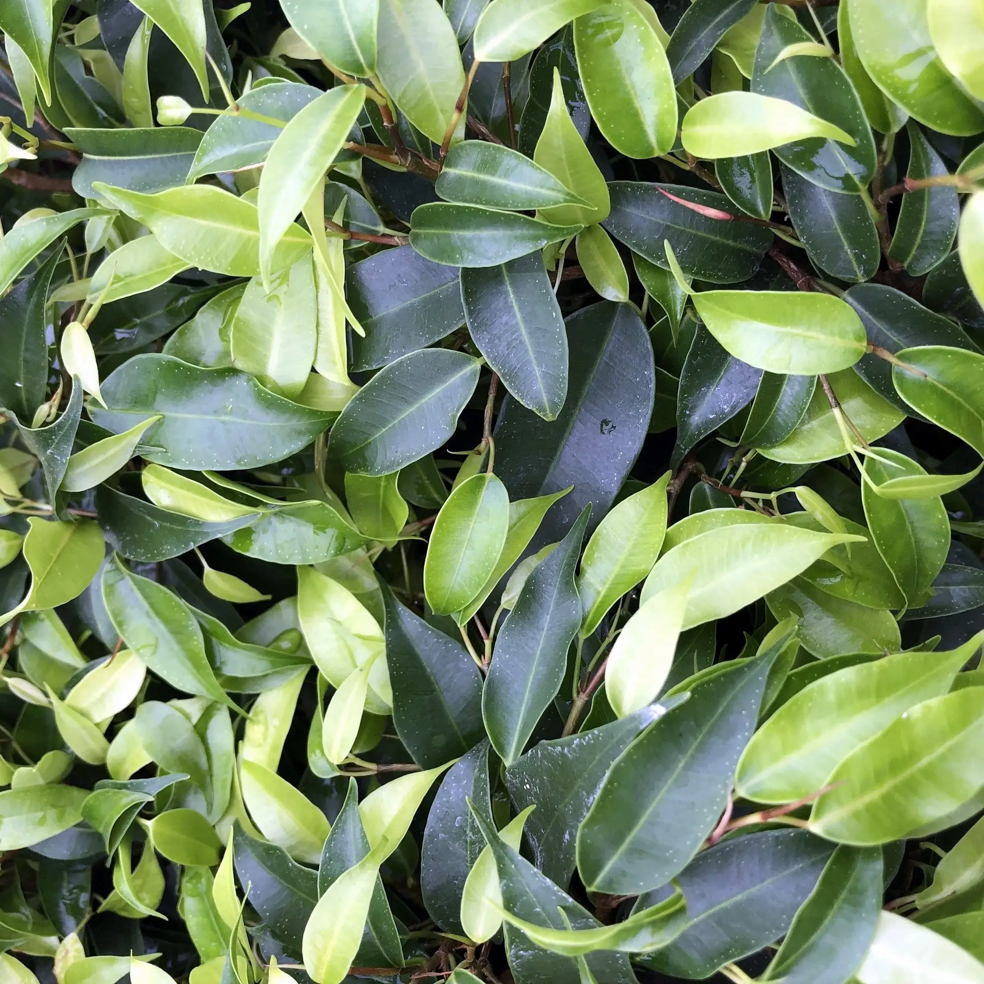 Weeping Fig (Ficus benjamina)