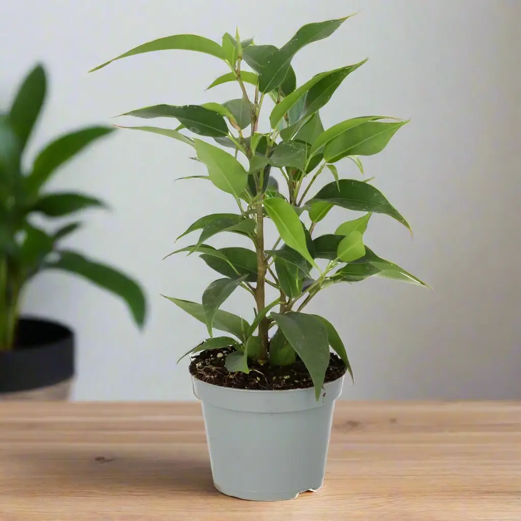 Weeping Fig (Ficus benjamina) - Image 2