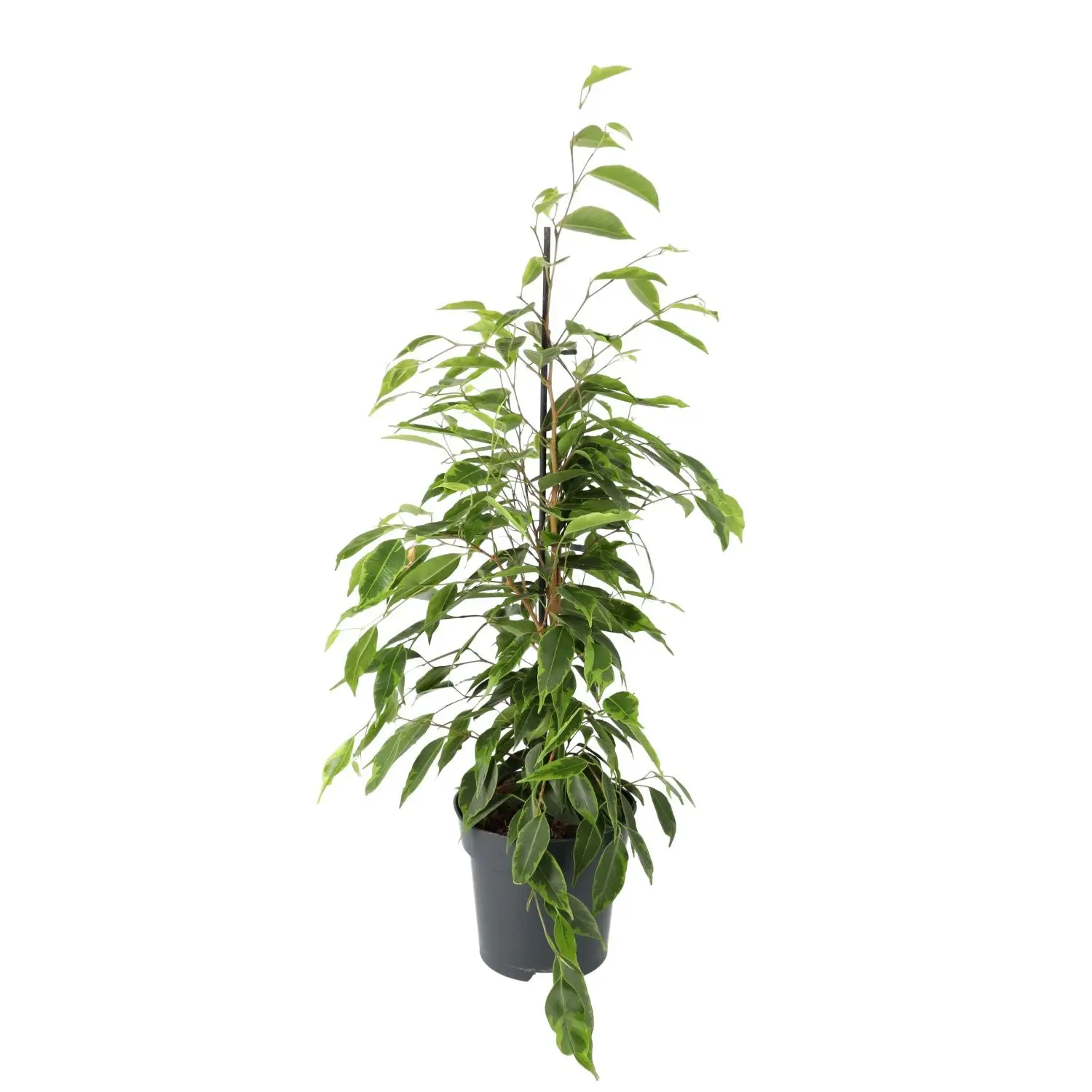 Weeping Fig (Ficus benjamina) - Image 3