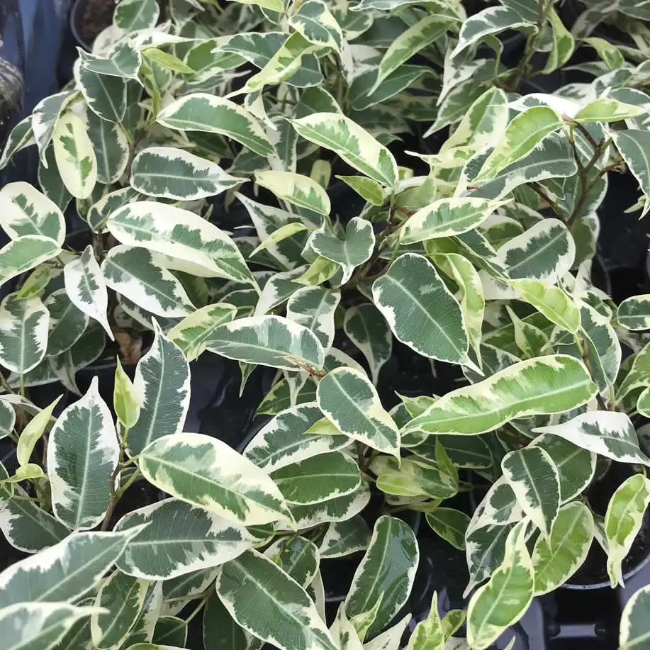 Weeping Fig 'Variegated' (Ficus benjamina) - Image 2