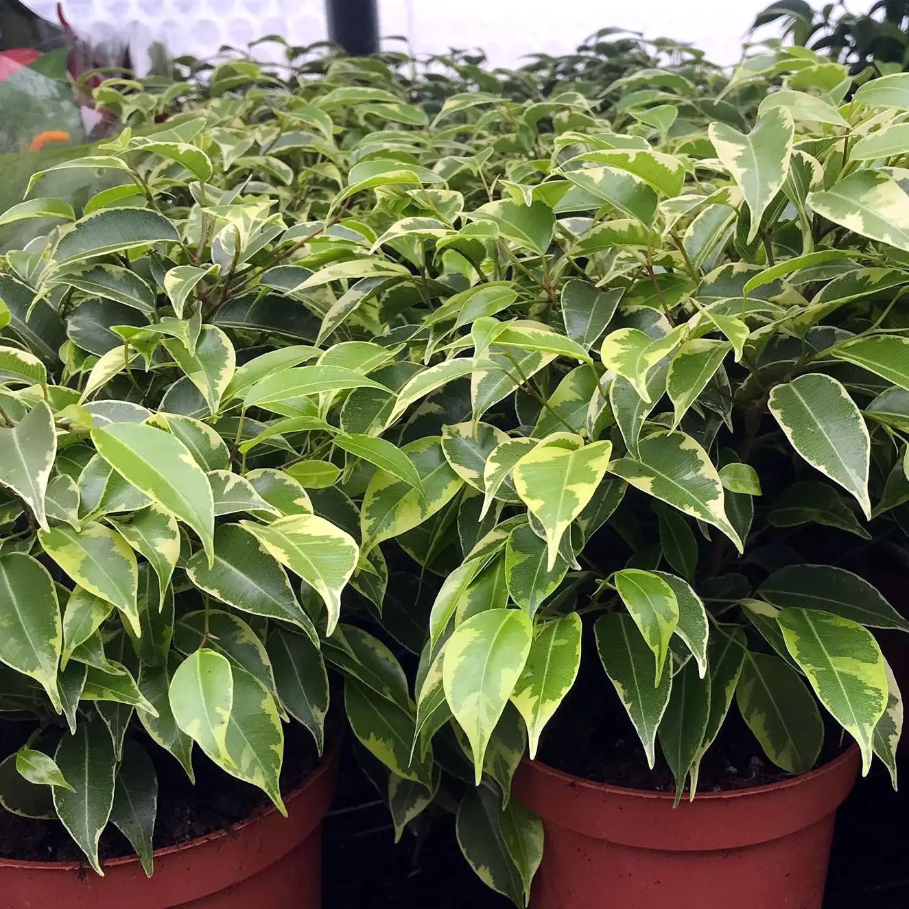 Weeping Fig 'Variegated' (Ficus benjamina) - Image 3