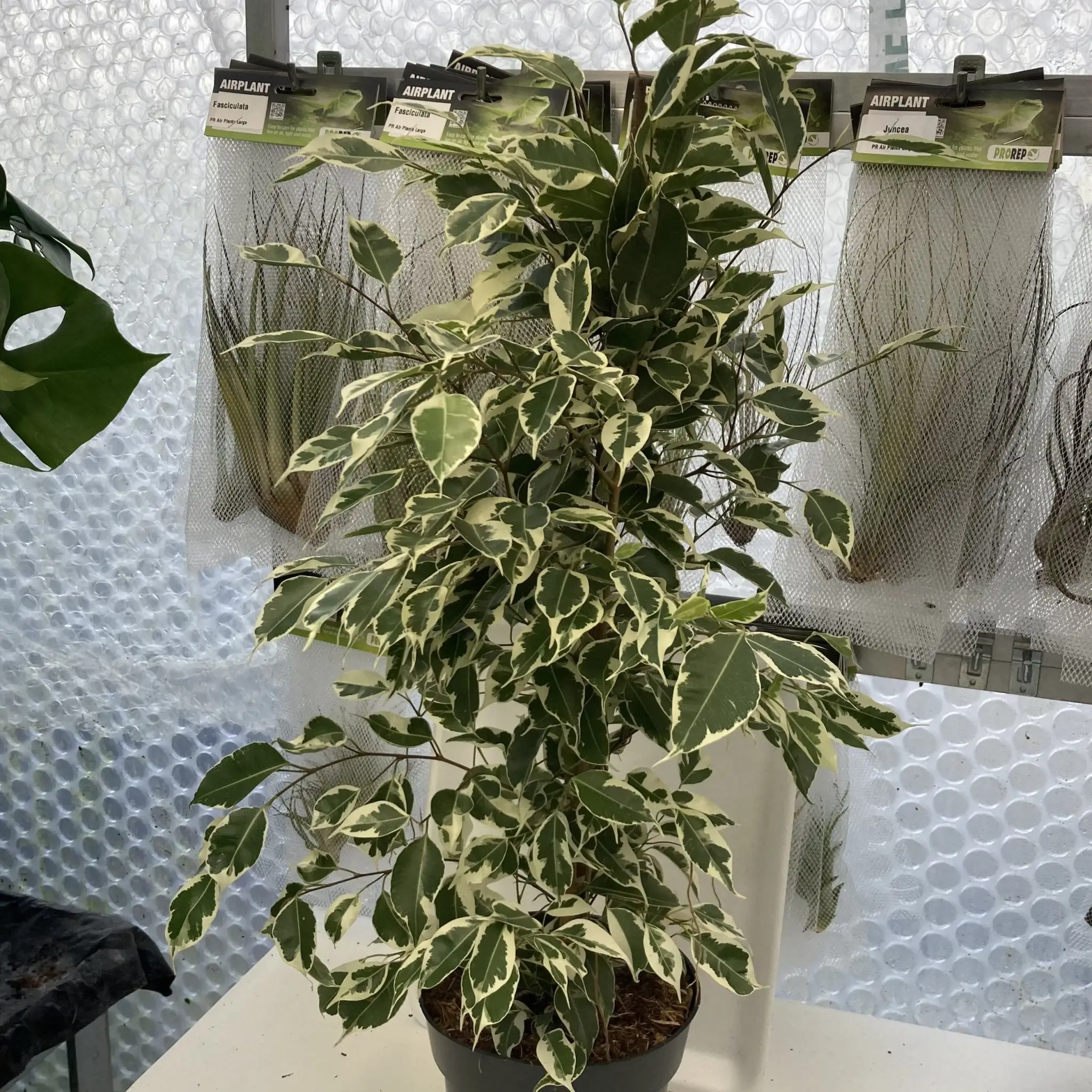 Weeping Fig 'Variegated' (Ficus benjamina) - Image 4