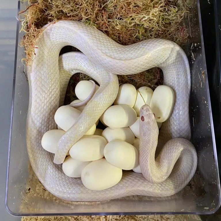 White Python Egg laying Hide - Image 6