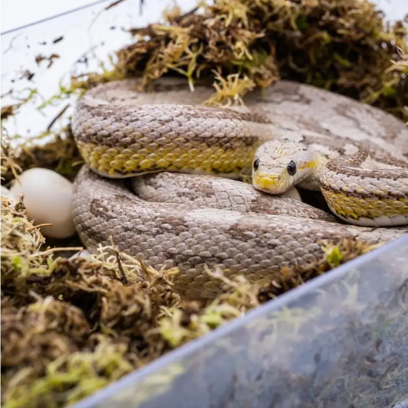 White Python Egg laying Hide - Image 7