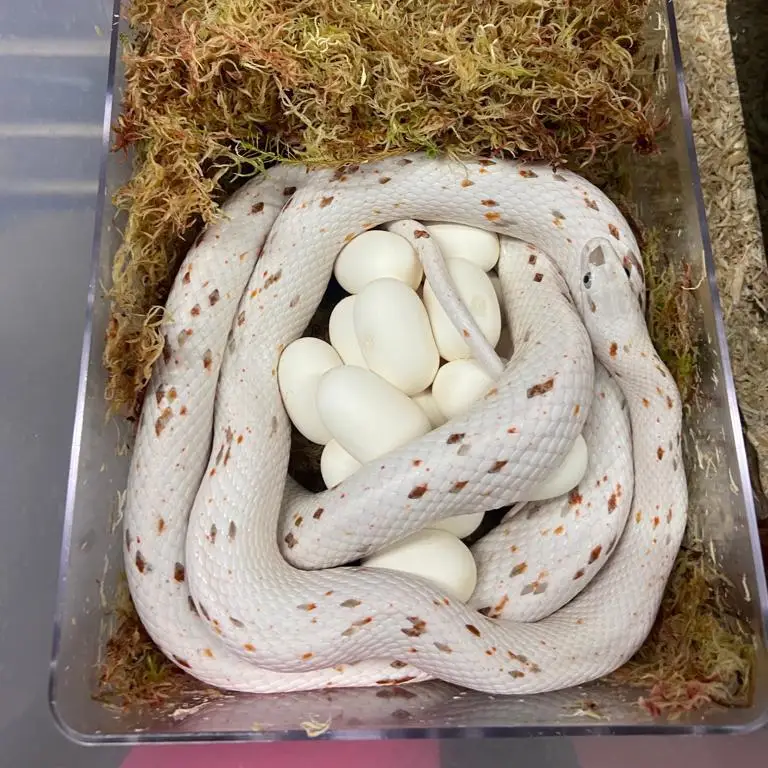 White Python Egg laying Hide - Image 8
