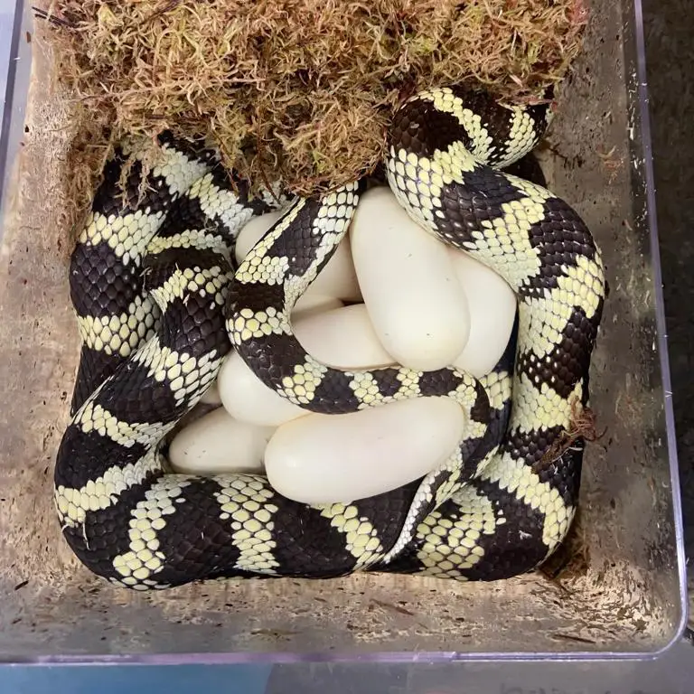 White Python Egg laying Hide - Image 9