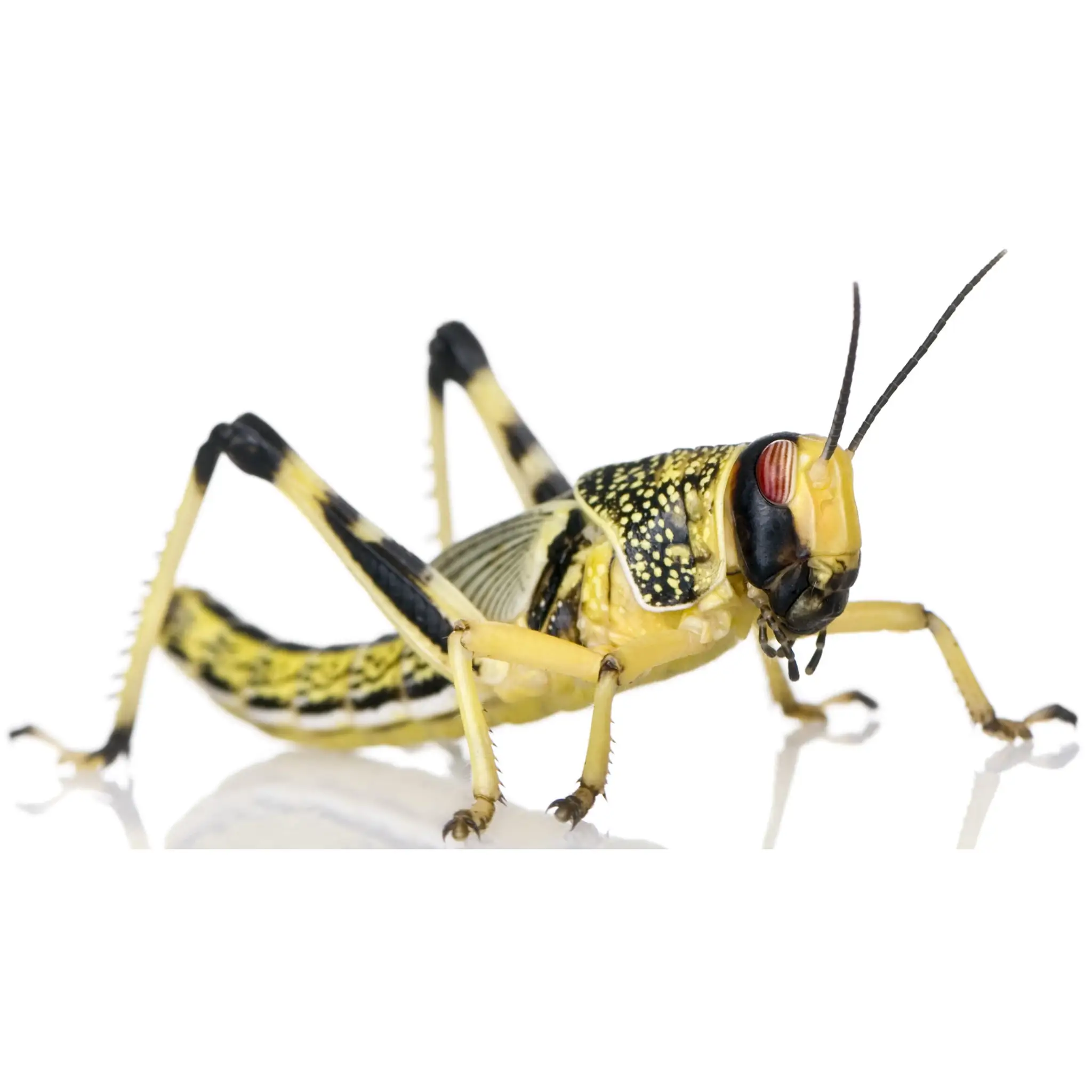 XL Locusts 35-50mm