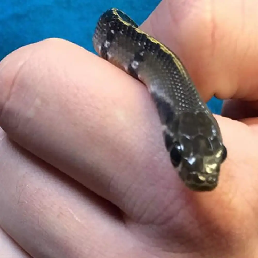 Yellow Striped Rat Snake Setup