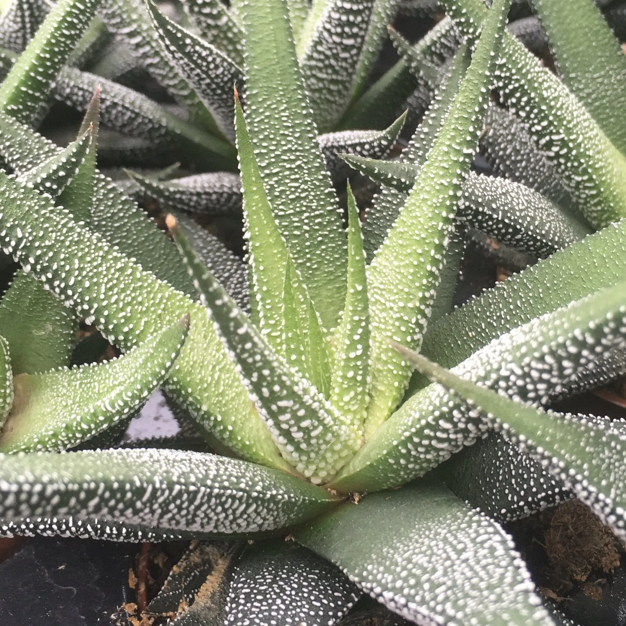 Zebra Plant (Harworthia fasciata) - Image 2